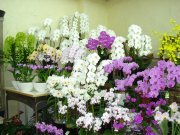 「花のマリモ」　（長野県上田市）の花屋店舗写真2